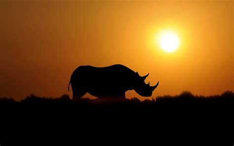 Sunset Rhino Wallpaper 2560x1600 32174