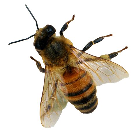 Bee Png 6 Png All Png All
