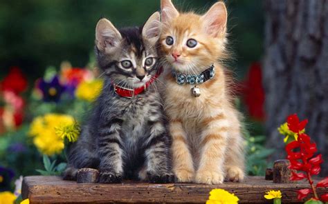 100 Beautiful Cats Wallpapers