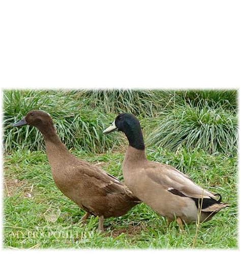 Khaki Campbell Ducks For Sale Day Old Poultry Myers