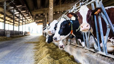 Michigan Dairy Farm Closures Ends Milk Production In 2 Up Counties