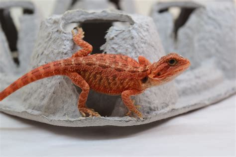Kps Critters Available Red Bearded Dragons For Sale