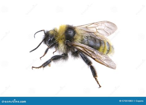 Bumble Bee On A White Background Stock Image Image Of Small Animal