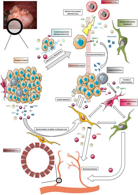 Overview Of The Role Of Mesenchymal Stem Cells Along Tumorigenesis