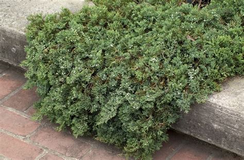 Juniperus Horizontalis Wiltonii Creeping Juniper Cristinas