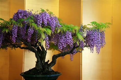 Meaning of the wisteria flower. Wisteria Bonsai Trees | Bonsai Tree Gardener
