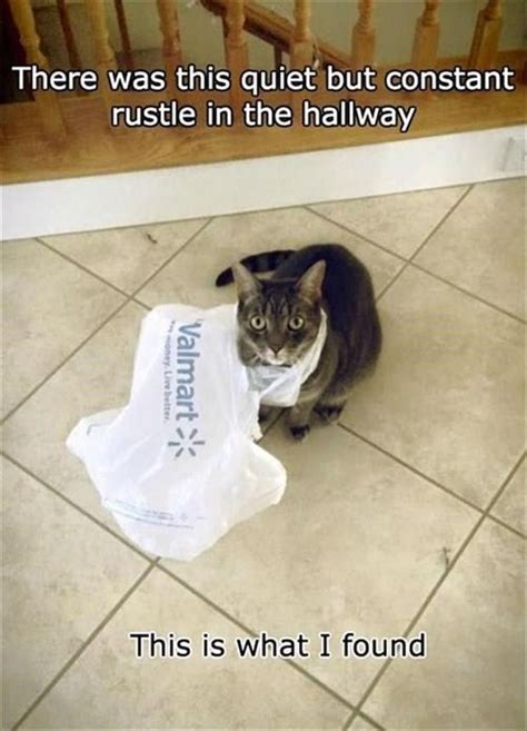 Its Caturday So Here Are 30 Cat Memes Funny Animal Pictures Funny