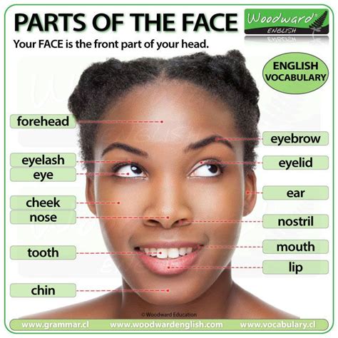 Parts Of The Face Woodward English In 2022 English Vocabulary Learn