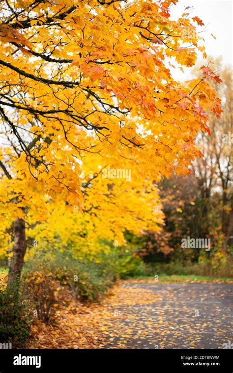 Fall Foliage Norway Maple Trees Hi Res Stock Photography And Images Alamy