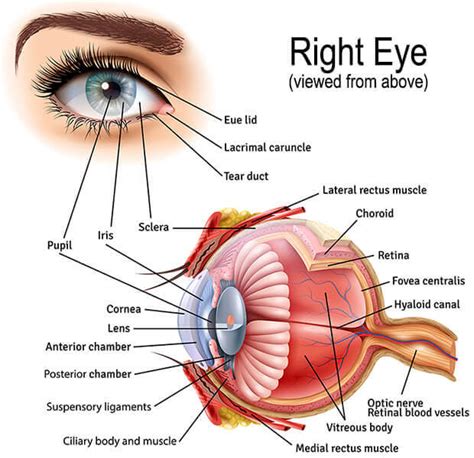 Eye Anatomy Retina Specialists Orlando Central Florida