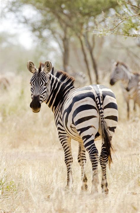 143 Best Arushi And Mwanza Serengeti Safaris Images On