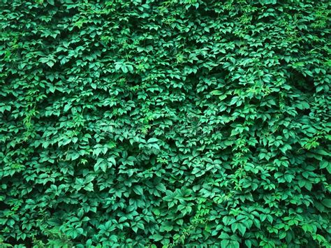 Green Plant Background Fresh Green Ivy Leaves For Nature Wallpaper