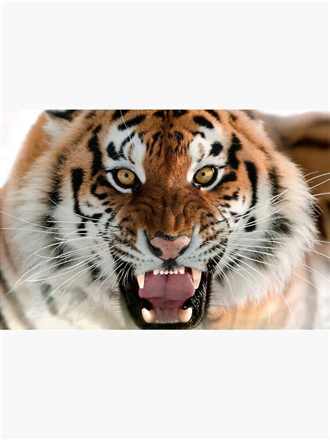 Fierce Tiger Face Poster For Sale By Hazynz Redbubble