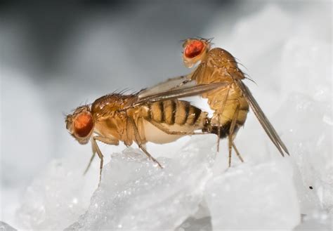 Male And Female Fruit Fly