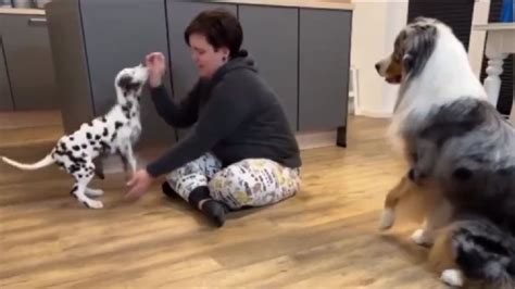 El Reencuentro Más Emotivo De Un Perro Con Su Madre Vídeo
