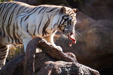 Tiger White Tiger Eating Raw Meat On Rock Wildlife Image Free Stock Photo