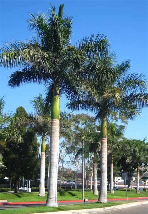 Cuban Royal Palm Trees Roystonea Regia Palm Trees Garden Palm