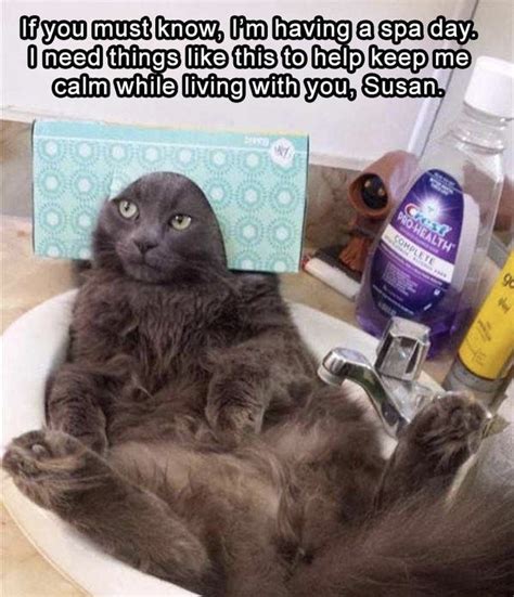 Just like watching funny cat videos, cat memes featuring our favorite felines are just as hilarious. 30 Funny Cat Memes That'll Leave You Smiling The Entire ...