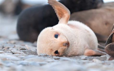 Mamrizzio Albino Seal Pup