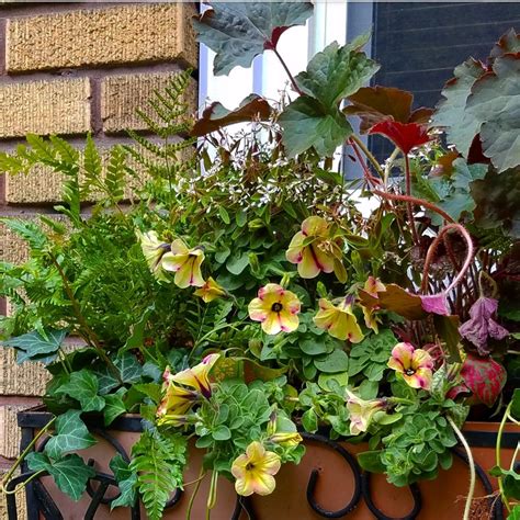 Follow The Yellow Brick Home Planting Window Boxes With Shade Loving