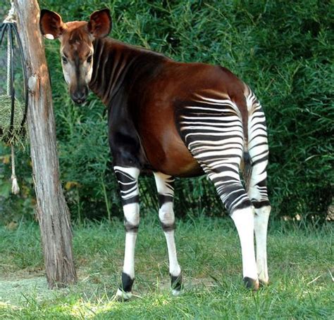 Okapi Looks Like A Cross Between A Deer And Zebra