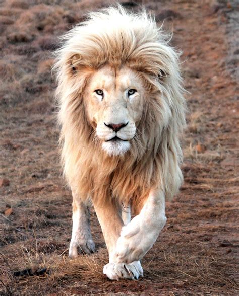 The Mane Attraction King Lion Shows Off All Its Beauty