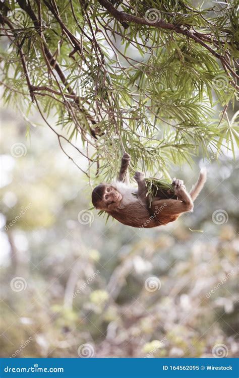 Vertical Closeup Shot Of A Monkey Hanging On To Branches With A Blurred