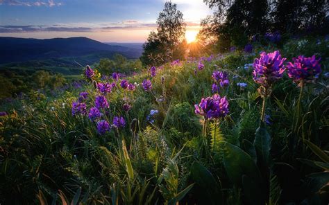 Flowering Mountain Meadow At Sunset By Pavel Silinenko