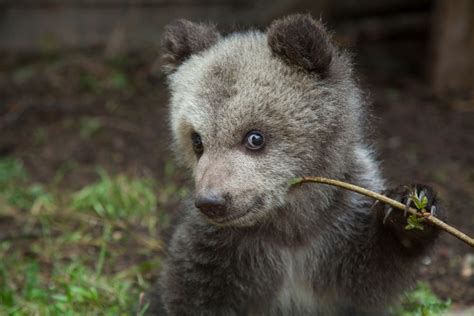 Cutest Baby Bear Bear Cubs Cute Bears Bear