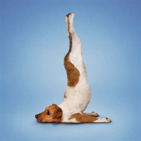 Yoga Dogs By Dan Borris Amusing Planet