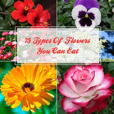 We all admire flowers for their beauty, colour and fragrance but what about their taste? Best Edible Flowers : 75 Types of Flowers You can Eat ...