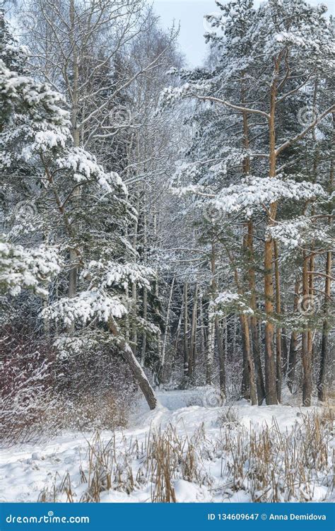 Beautiful Fabulous Snowy Winter Coniferous Forest Stock Image Image