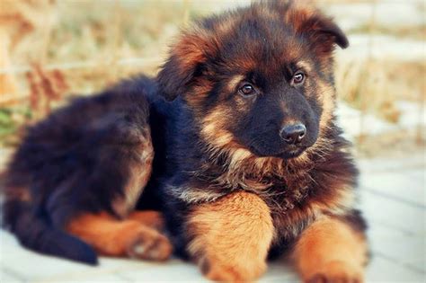10 Amazing Facts About German Shepherd Gsd Facts
