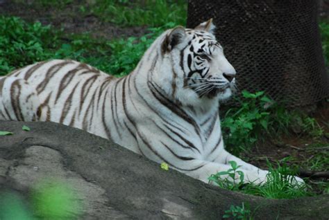 White Tiger At The Cincinnati Zoo Flickr Photo Sharing