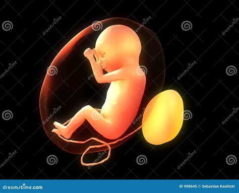 Fetus Stock Illustration Illustration Of Firstborn Preparation 908645