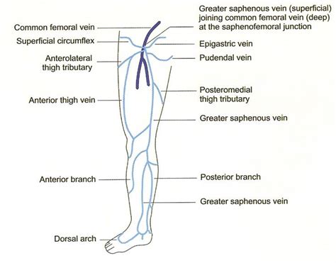 Superficial Venous System