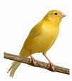 Let's Talk About Birds: Canaries | Pittsburgh Post-Gazette