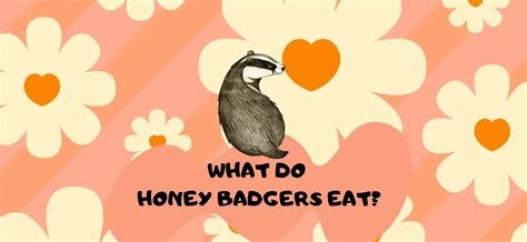 What Do Honey Badgers Eat Wild Life Diet