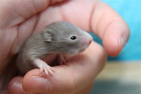 How To Properly Care For Baby Hamsters All Critters Petcare