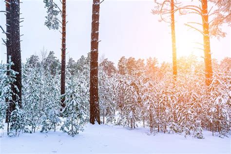 Sunbeams Streaking Through Pine Trunks In A Winter Pine Forest After A