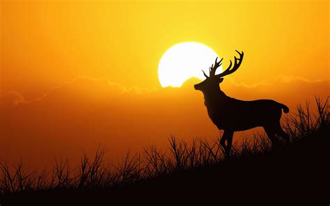 1680x1050 Deer Silhouette Evening 5k Wallpaper1680x1050 Resolution Hd