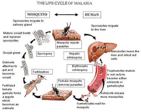 Assessment of traumatic brain injury. Estudando Parasitologia: Malaria