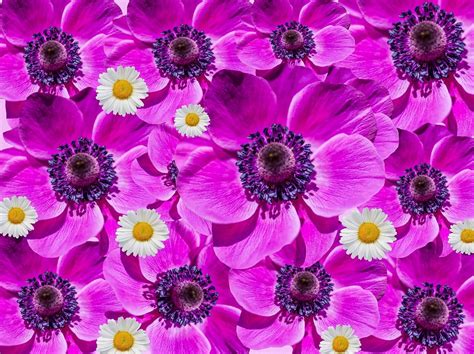 Menakjubkan 14 Kolase Bunga Pink Gambar Bunga Hd