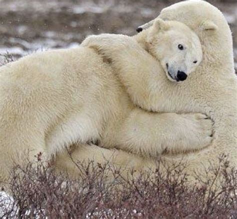 Two Polar Bears Are Cuddling In The Snow And Grass With One Bear