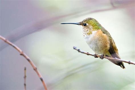 How To Take Exquisite Hummingbird Photos News