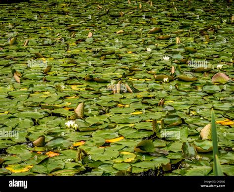 White Water Lilies And Leaves Hi Res Stock Photography And Images Alamy