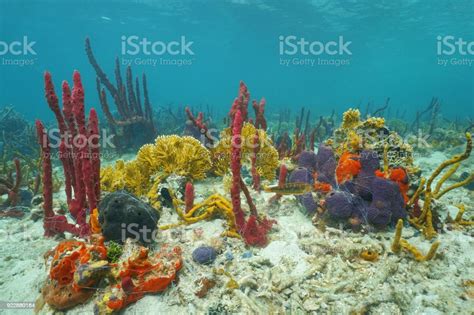 Colorful Marine Life Underwater On The Seabed Stock Photo Download