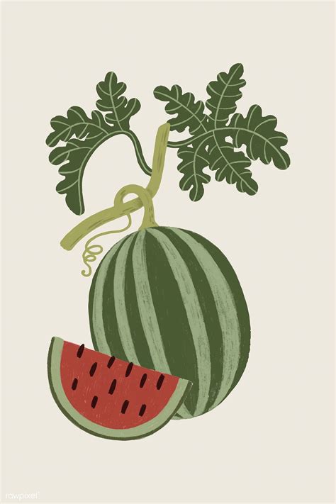 Hand Drawn Watermelon Design Resource Vector Premium Image By