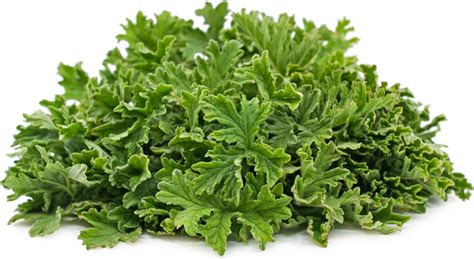 Rose Geranium Leaves Information Recipes And Facts