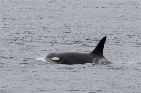 Events Fisheries Proposal Keep Endangered Orcas In The Spotlight The